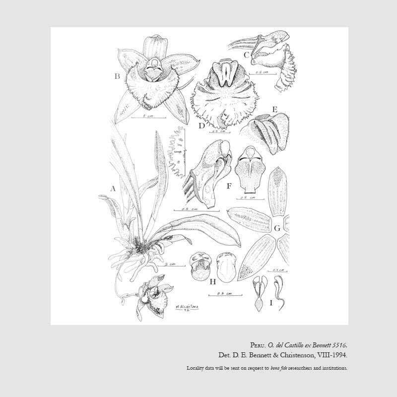 Kefersteinia aurorae